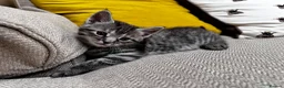 Maine Coon cats for sale: 5 Maine Coon kittens looking for their homes 🐾 - Advert 9