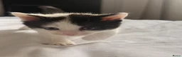 Mixed Breed cats for sale: 4 kittens  - Advert 3