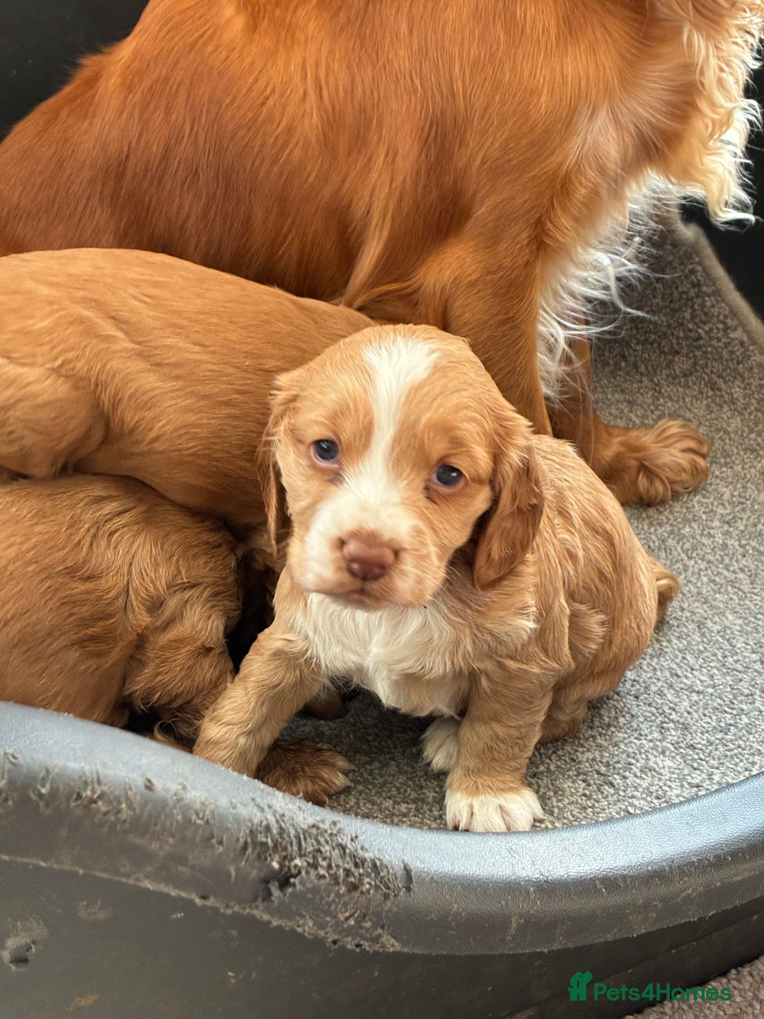Cocker Spaniel dogs for sale: Beautiful KC Cocker spaniels  - Image 4