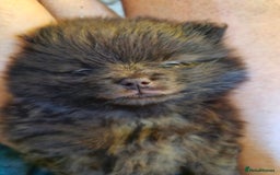 Pomeranian dogs for sale: 5 short snout teddy pom babies  - Image 8