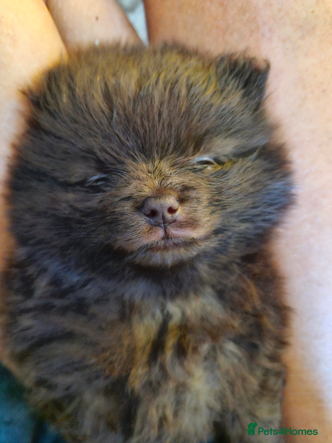 Pomeranian dogs for sale: 5 short snout teddy pom babies  - Image 8