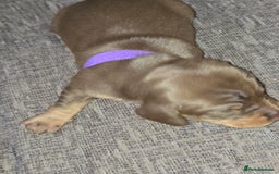 Miniature Dachshund dogs for sale: Miniature dacshund pups for sale - Image 17