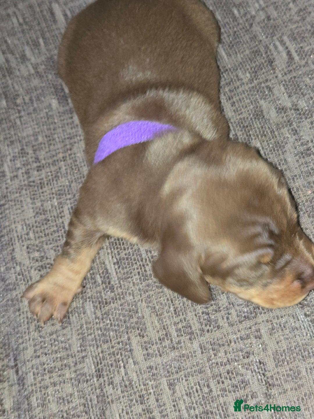 Miniature Dachshund dogs for sale: Miniature dacshund pups for sale - Image 17