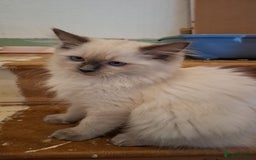 Ragdoll cats for sale: Last stunning male ragdoll (extra cuddly) - Image 1