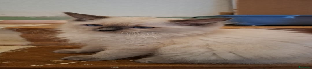 Ragdoll Kitten 1