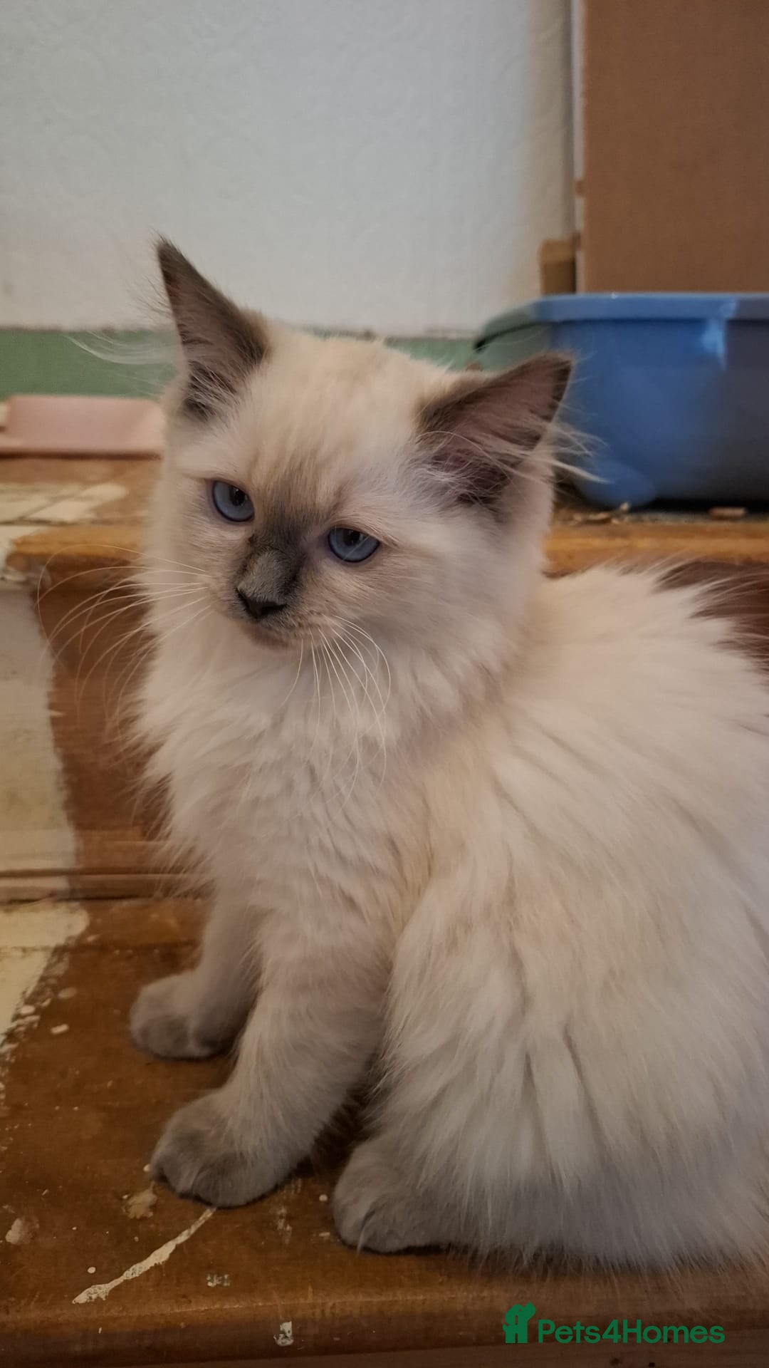 Ragdoll cats for sale: Last stunning male ragdoll (extra cuddly) - Image 1