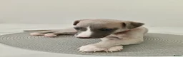 Whippet dogs for sale: Stunning KC Whippet Puppies  in Richmond - Advert 7