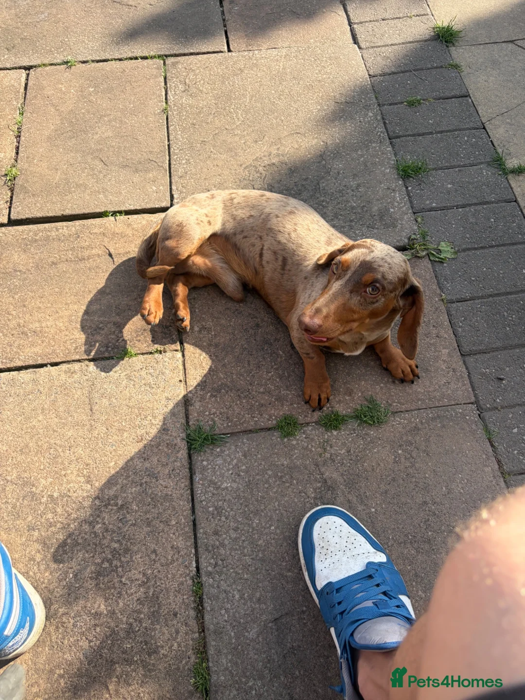 Miniature Dachshund dogs for stud: Choc dapple stud  - Advert 3
