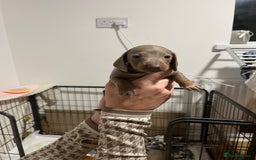 Dachshund dogs for sale: Dutch hound Puppys Miniature - Image 2