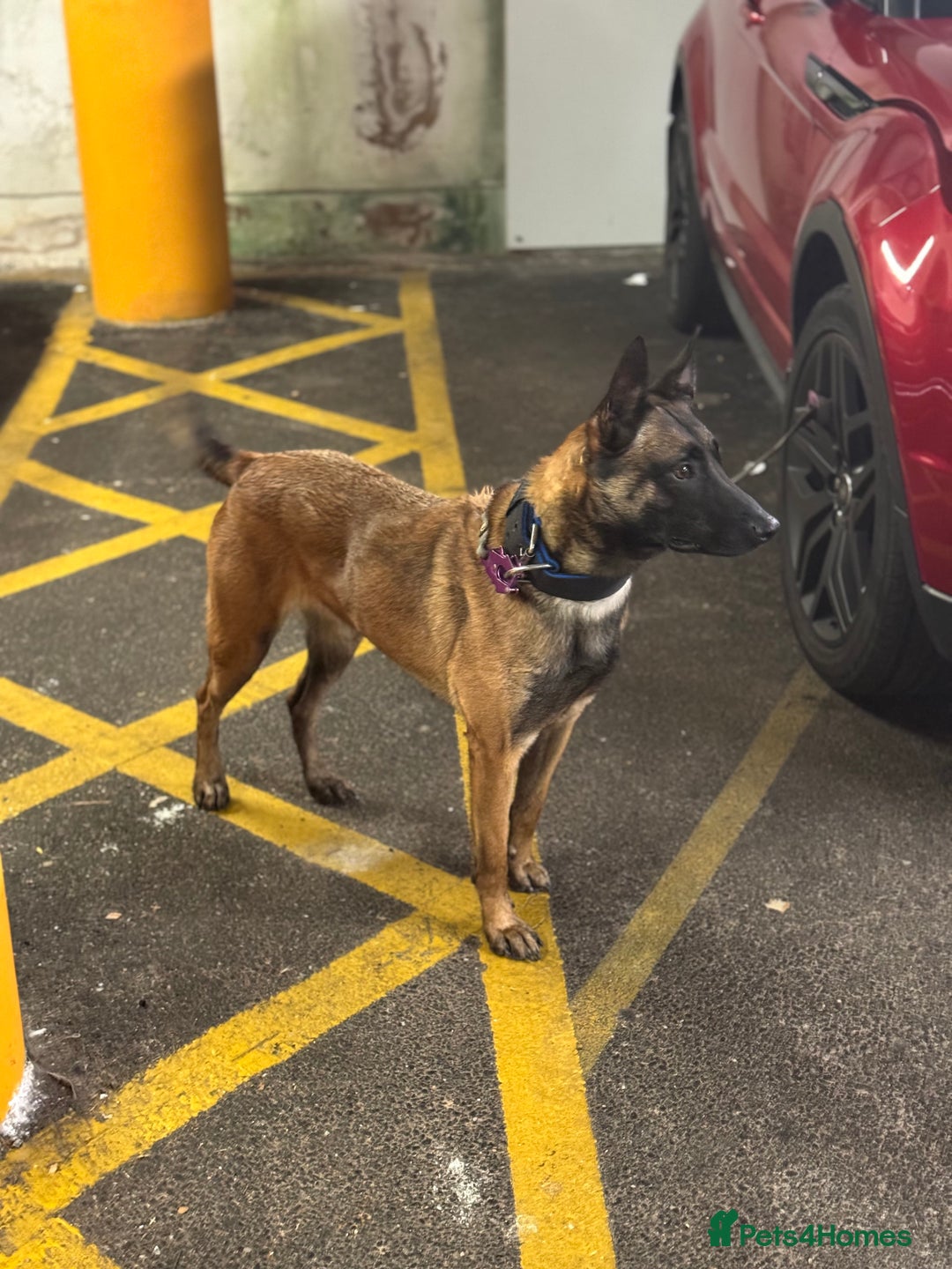 Belgian Shepherd Dog dogs for sale: Belgrum malinois for sale - Image 1