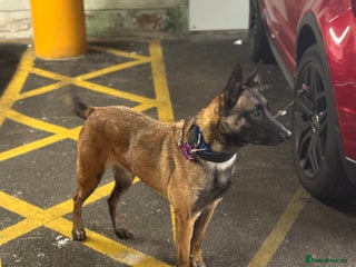 Belgian Shepherd Dog dogs - Advert 1