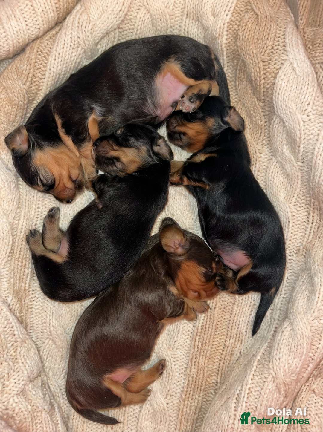 Miniature Dachshund dogs for sale: Miniature Longhaired Dachshund - Advert 2