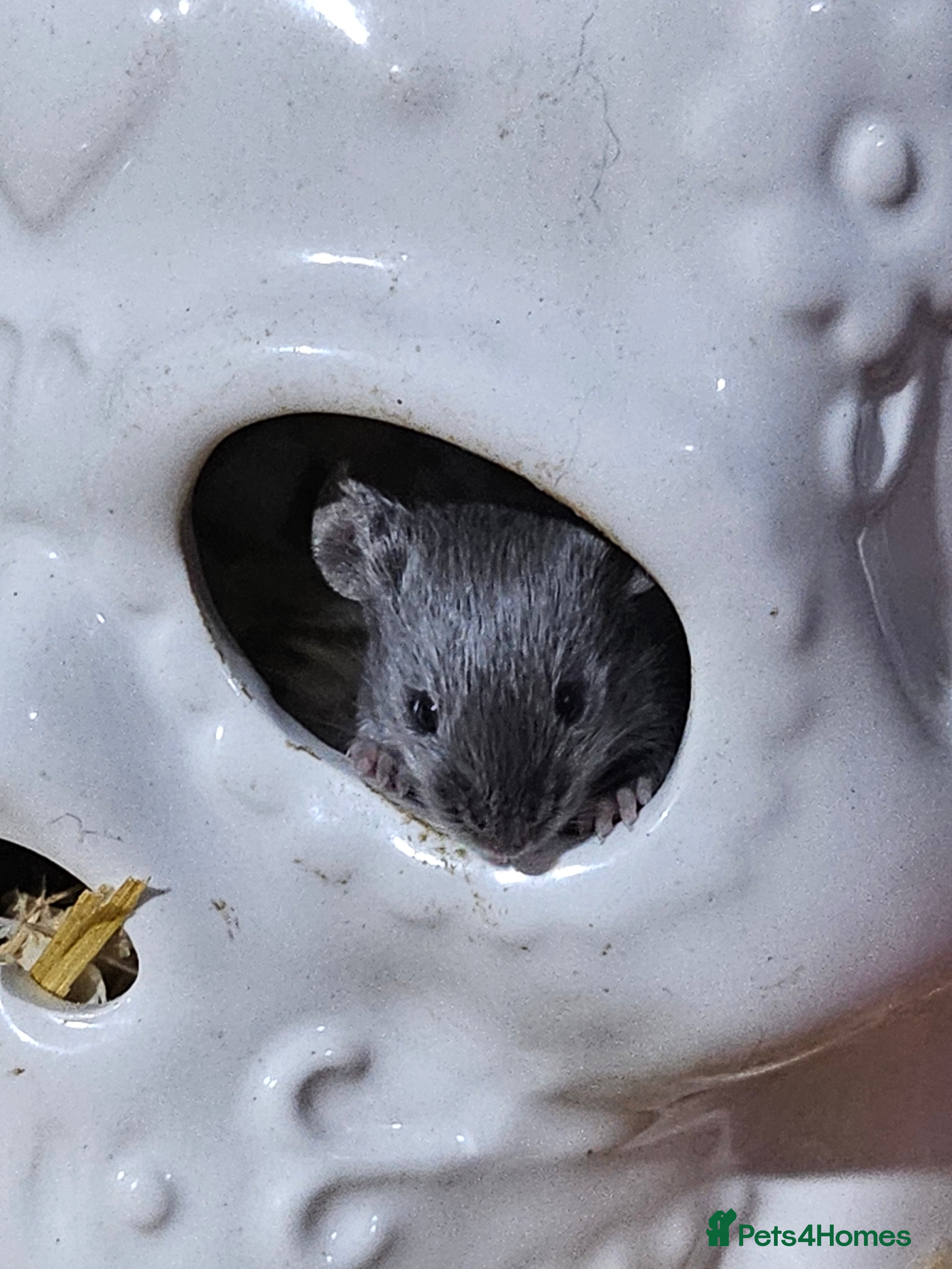 Mouse rodents Gorgeous little mice - Advert 6