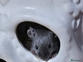 Mouse rodents Gorgeous little mice - Advert 1