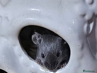 Mouse rodents Gorgeous little mice - Advert 4