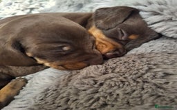 Dachshund dogs for sale: 4 exceptional smooth haired  dachshund mini pups  - Image 14
