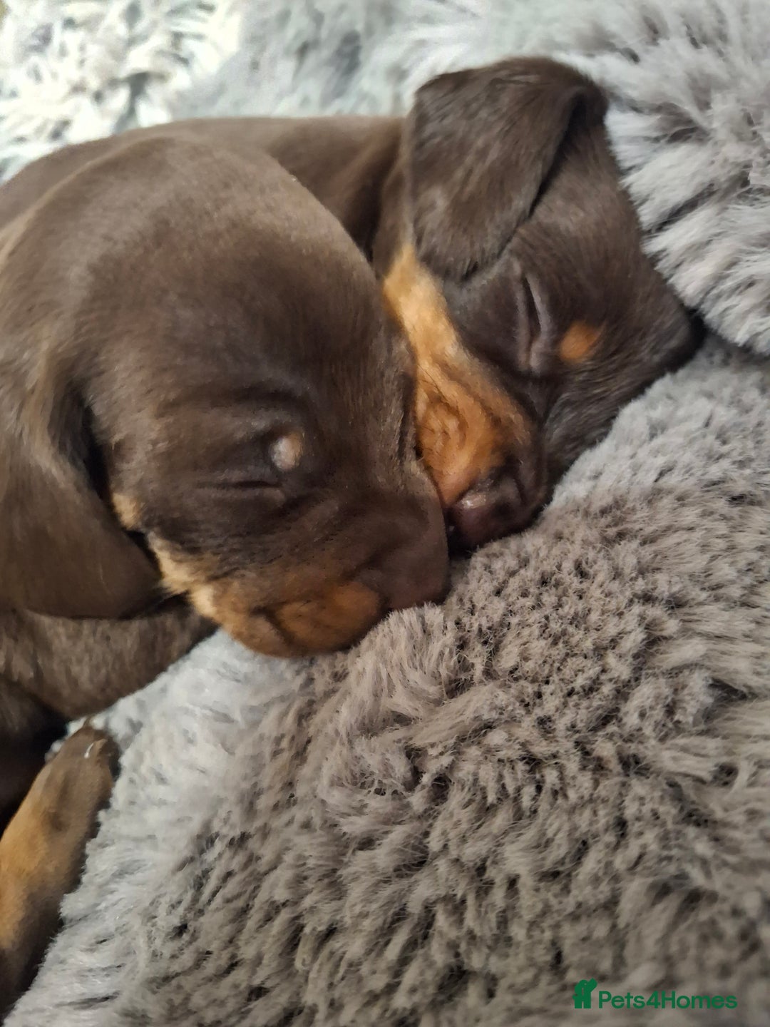 Dachshund dogs for sale: 4 exceptional smooth haired  dachshund mini pups  - Image 14