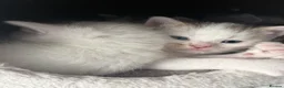 Mixed Breed cats for sale: Gorgeous Kittens Looking for Loving Homes - Advert 22