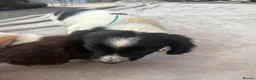 English Springer Spaniel dogs for sale: Springer spaniel puppies - Advert 7