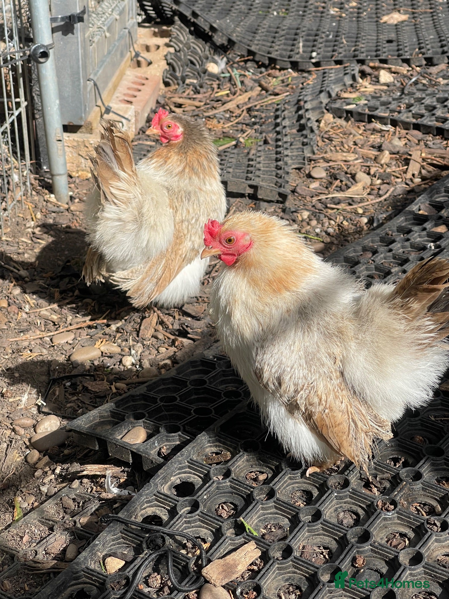 Chickens poultry 3 silkied Serama hens  - Advert 3