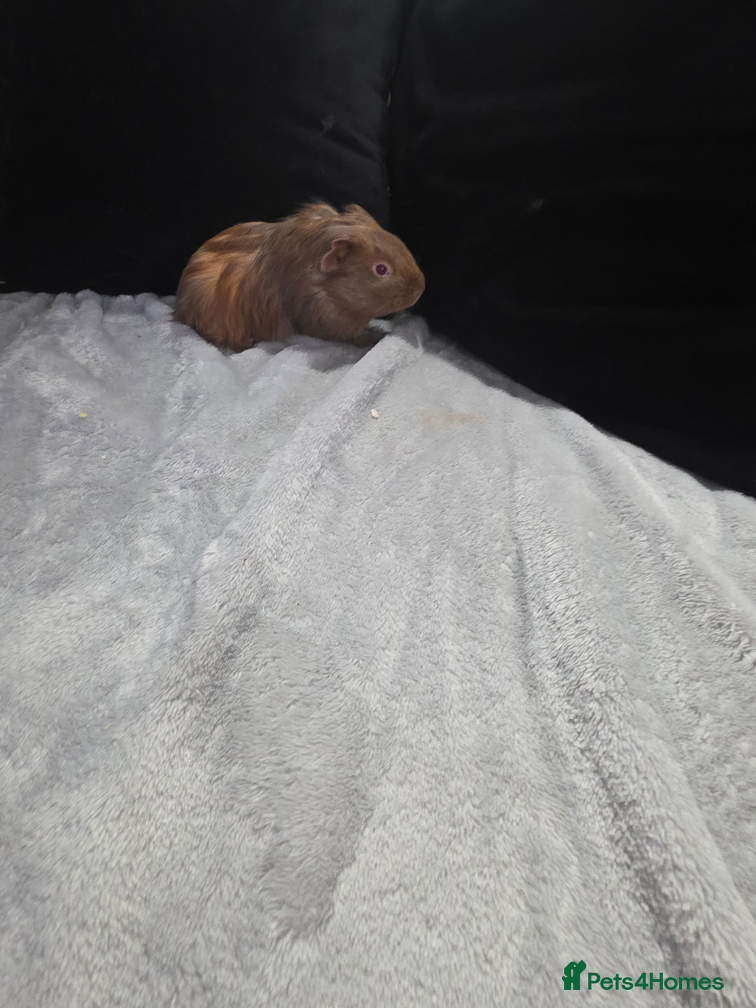 Guinea Pig rodents for sale: Baby Guinea pigs  - Advert 9