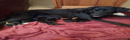 Labrador Retriever dogs for sale: Show Type Labrador Retriever Puppies in Bridgwater - Advert 4