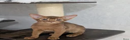 Abyssinian cats for sale: Stunning Abyssinian baby - Advert 4