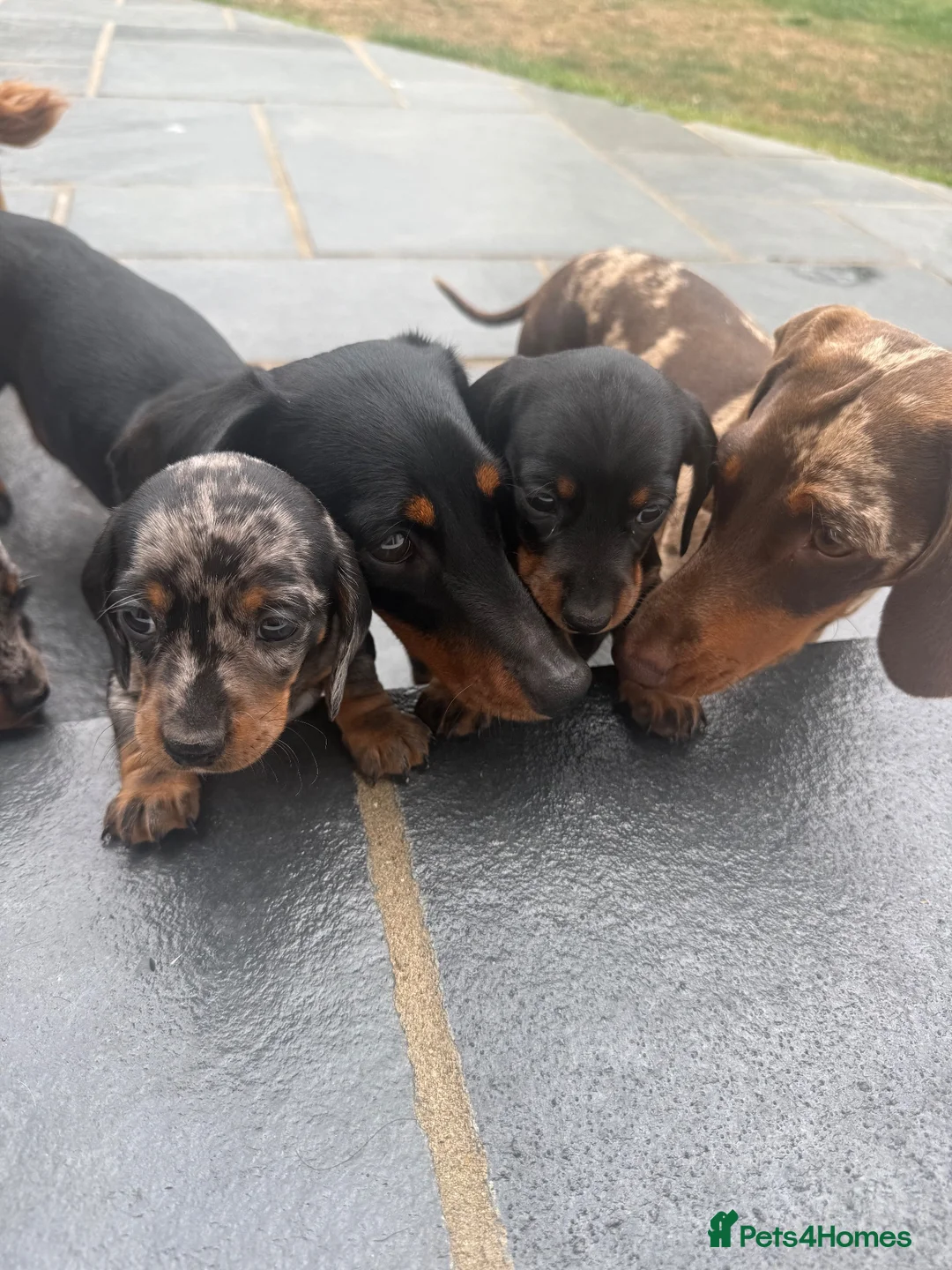 Miniature Dachshund dogs for sale: Beautiful Miniature Dachshunds - Advert 1