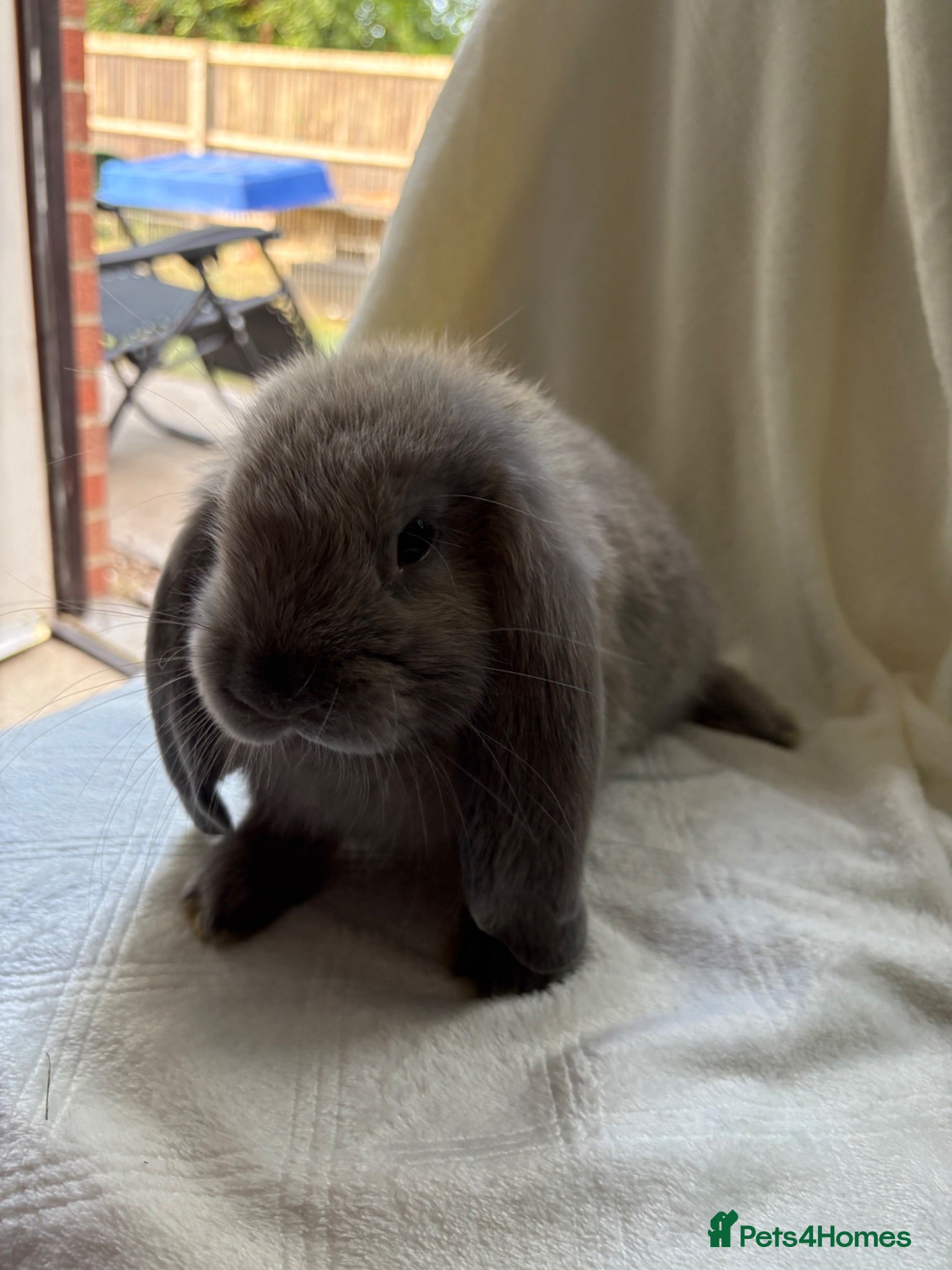 French Lop rabbits Gorgeous French lop babies - Advert 1