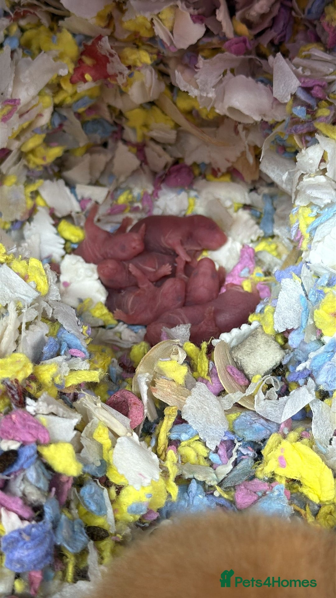 Hamster rodents for sale: Baby Syrian hamsters - Image 4