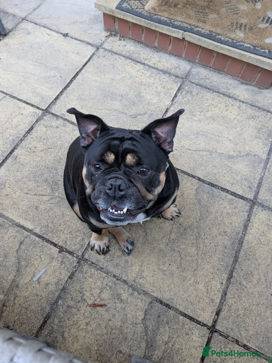 Olde English Bulldogge dogs for sale: 3.5yr old Black and Tan bulldog - Advert 1