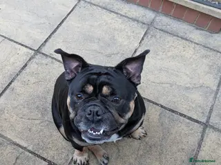 Olde English Bulldogge dogs 3.5yr old Black and Tan bulldog - Advert 2
