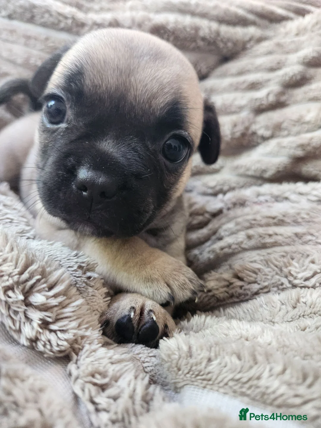 Mixed Breed dogs for sale: 4 Boys 3 Girl puppies - Advert 2