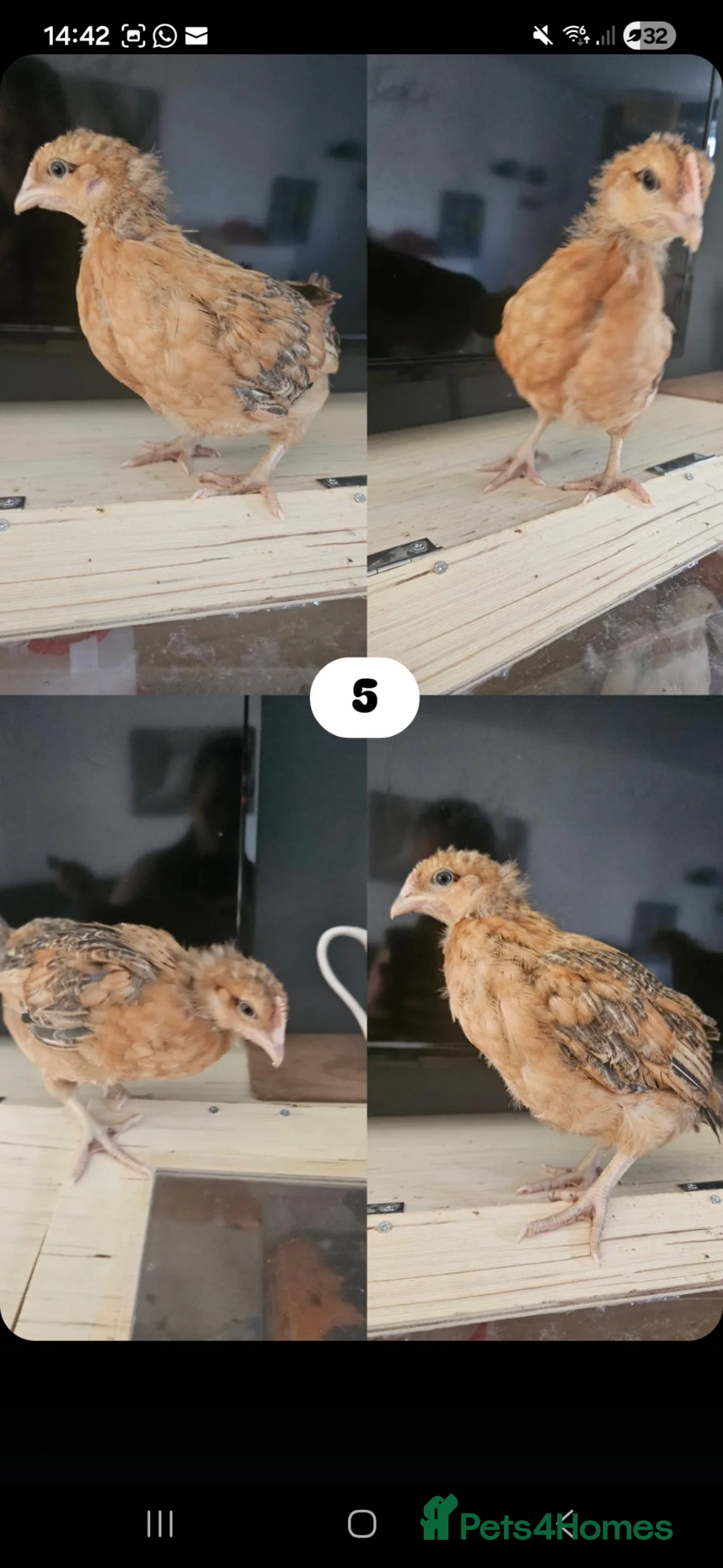 Chickens poultry for sale: Mixed hybrid chickens in Manchester - Advert 8