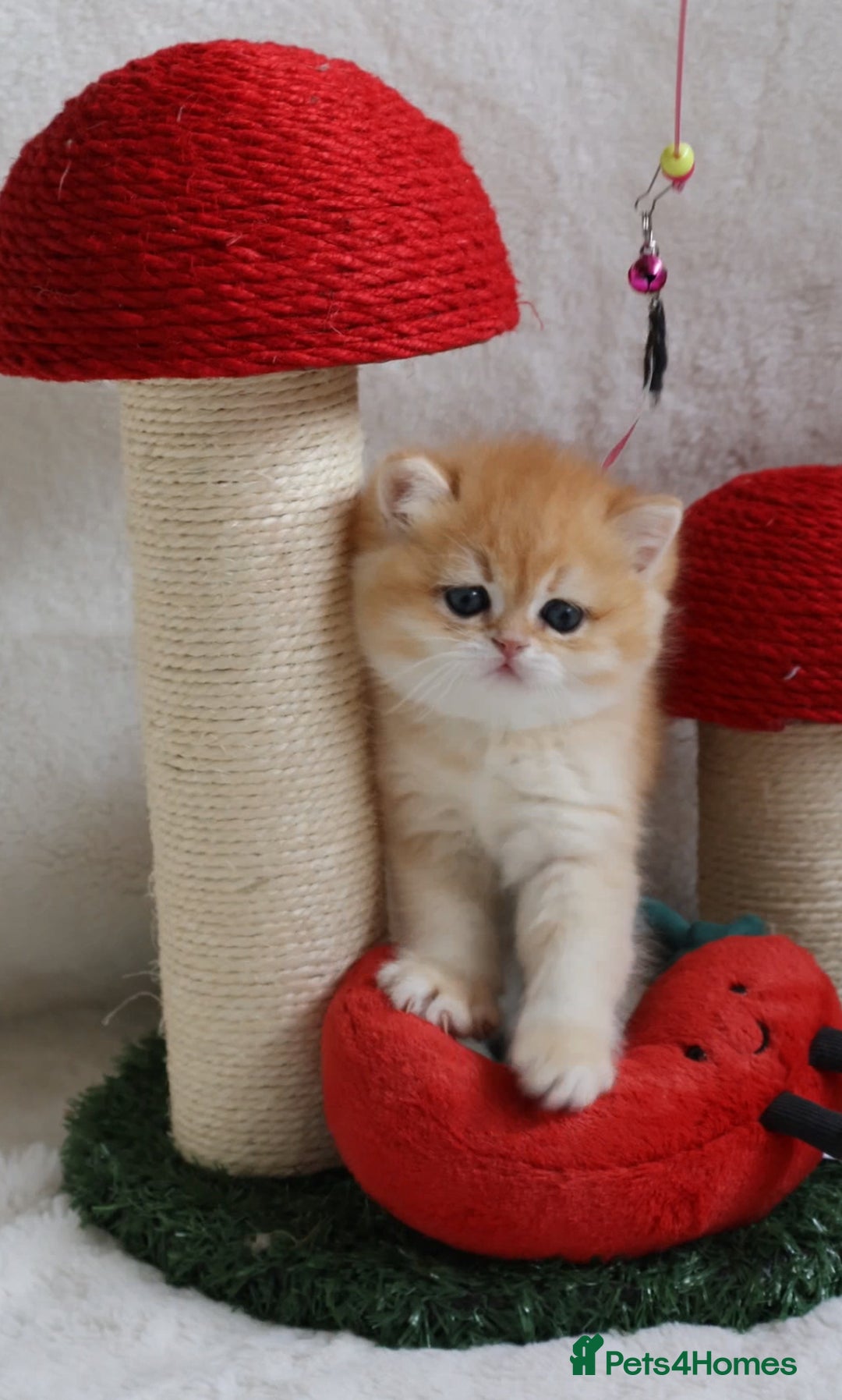 British Shorthair cats for sale: ✨Show quality Golden British Shorthair babies ✨ - Image 9