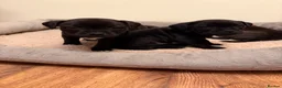 Staffordshire Bull Terrier dogs for sale: Chunky KC Registered Staffordshire Puppies - Advert 8