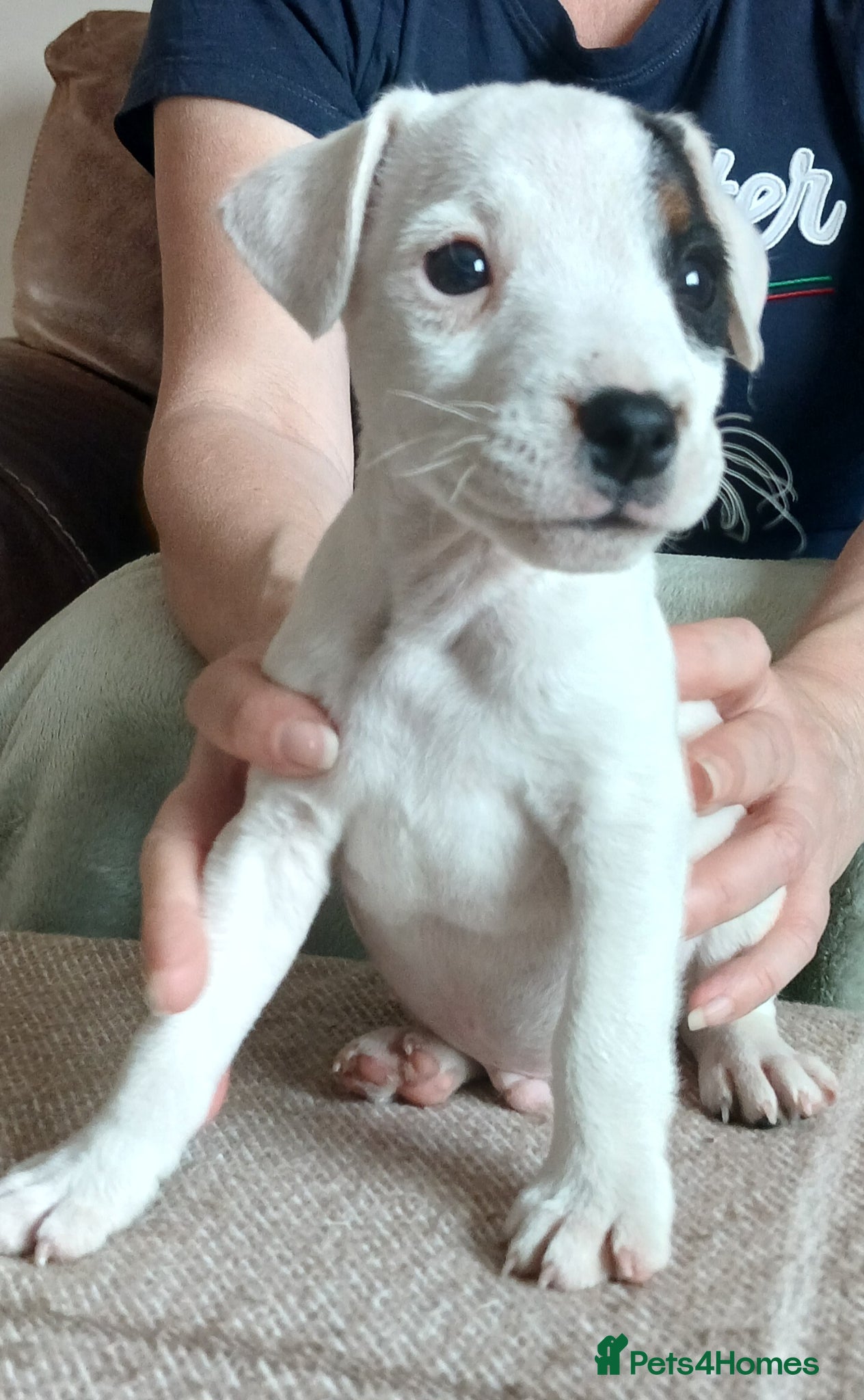 Parson Russell dogs Parson type jack Russell pups - Advert 1