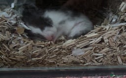 Hamster rodents for sale: Putting out feelers for Willow - Image 1