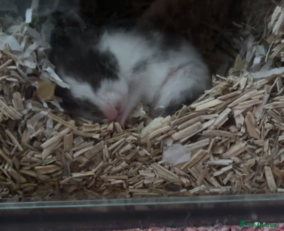 Hamster rodents for sale: Putting out feelers for Willow - Image 1