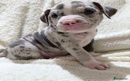 American Bully dogs for sale: Abkc Pocket Bully X Abkc classic Bully puppies - Image 33