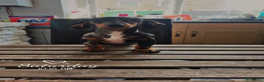 Miniature Dachshund 1
