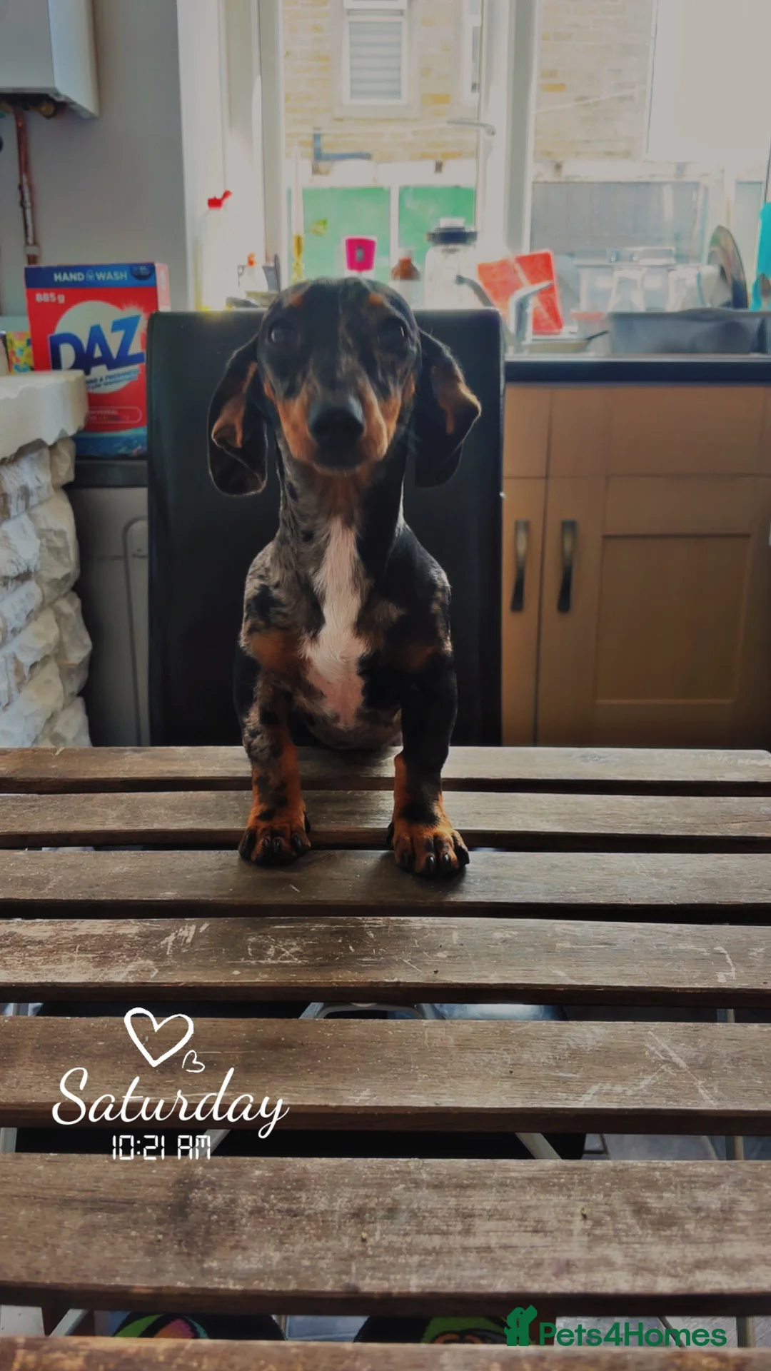 Miniature Dachshund dogs for sale: Miniature dachshund - Advert 2