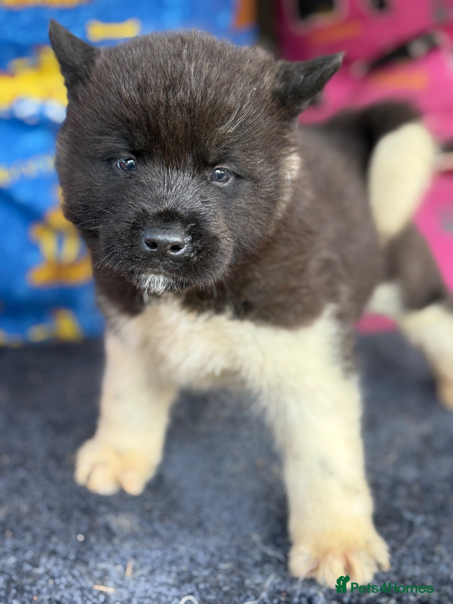 Akita dogs Beautiful American Akita Puppies - Advert 1