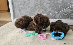 Shih Tzu dogs for sale: SHIH tzu puppies 🐶 outstanding - Image 9