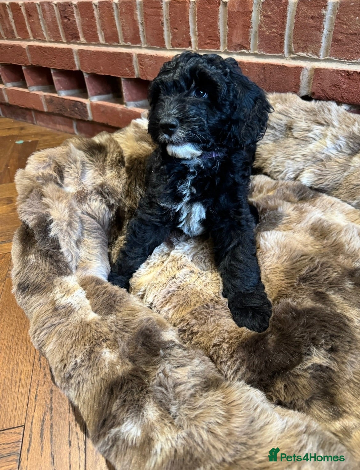 Australian Labradoodle dogs Multigenerational Australian Labradoodle Puppies - Advert 2