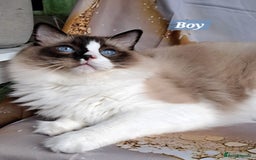 Ragdoll cats for sale: Exceptional bloodlines Ragdolls 💞💞 - Image 12