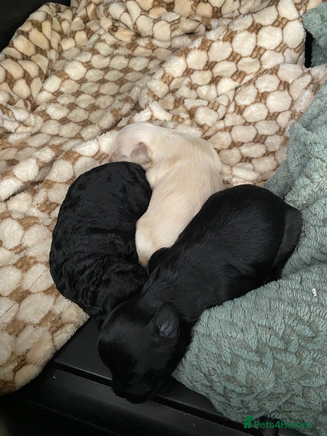 Maltipoo dogs for sale: Stunning maltipoo puppy’s  - Image 4