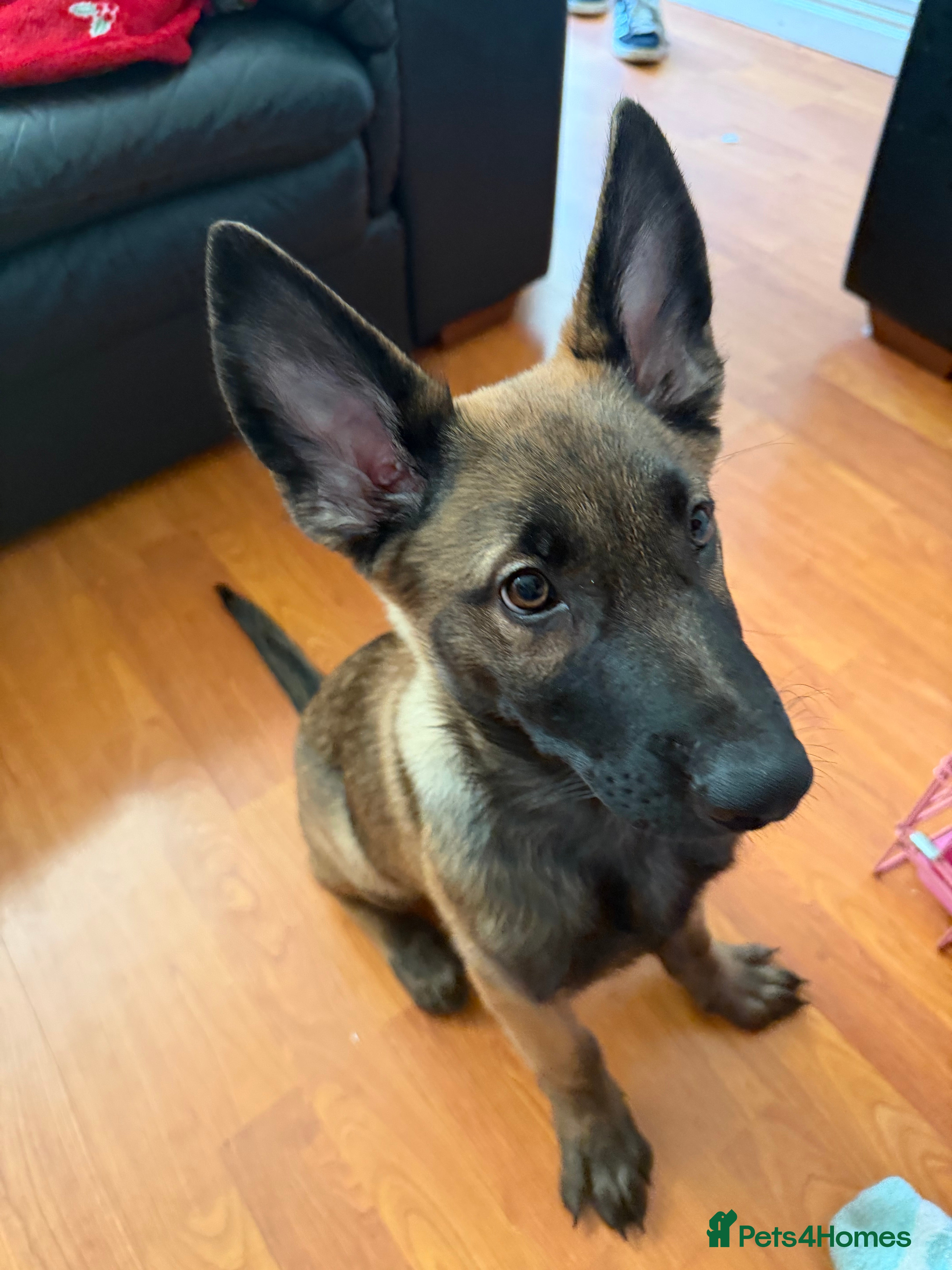 German Shepherd dogs Czech German shepherd 4 months - Advert 1