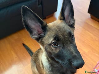 German Shepherd dogs Czech German shepherd 4 months - Advert 13