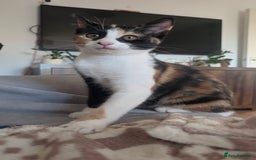 Mixed Breed cats for sale: Kittens  - Image 2